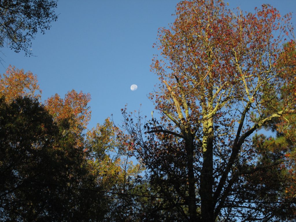 Fall Moon