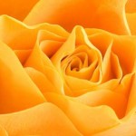 Psychic Readings by Lia Nicole