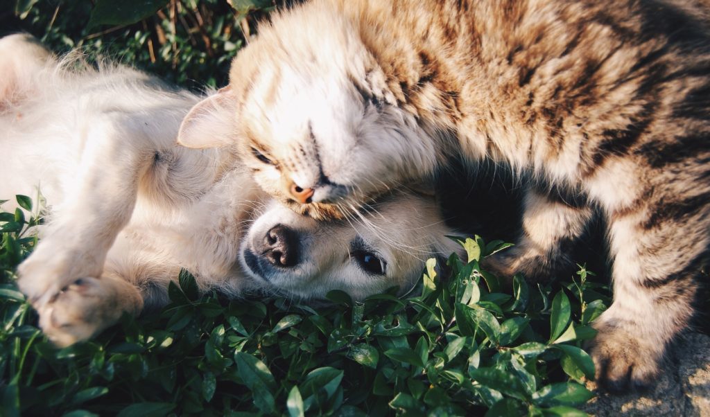 Dog & Cat Snuggling
