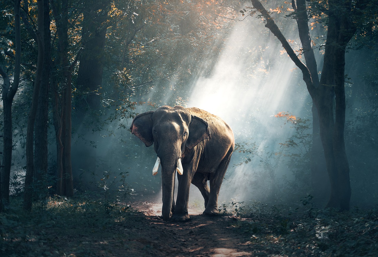 Why Elephants Are Lucky The Psychic Power Network
