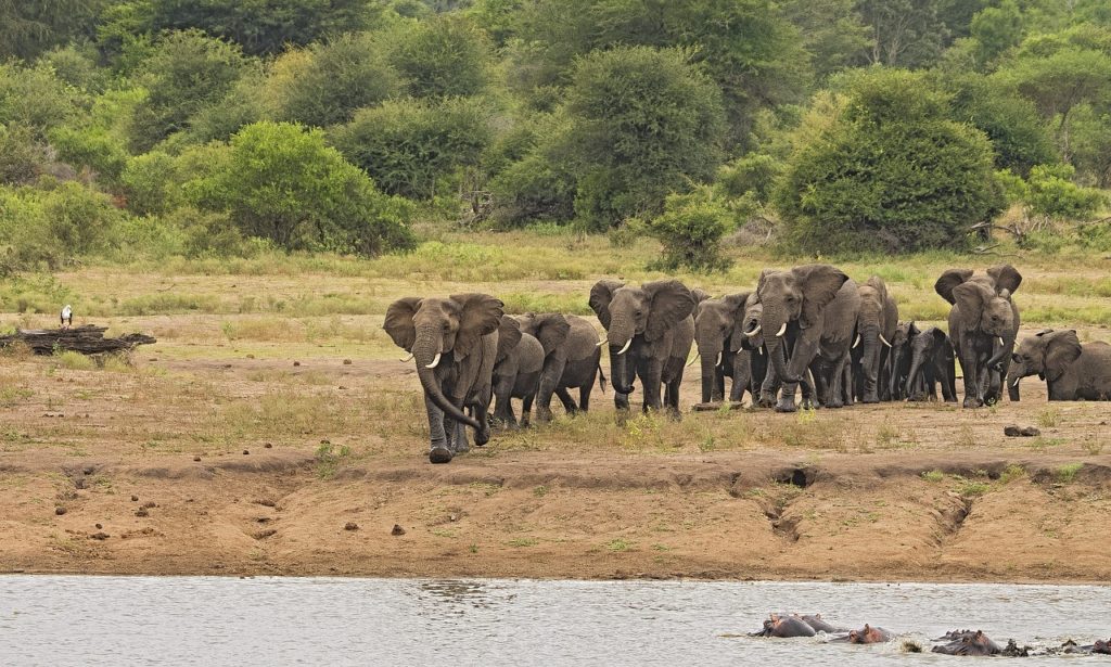 Elephants