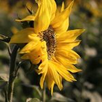 Psychic Readings by Jasmine Brzee