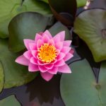 Psychic Readings by Elissa Mary