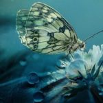 Psychic Readings by Sharon Vanheart