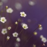 Psychic Readings by Rose Cheng