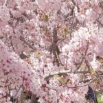 Psychic Readings by Ophelia Anne Lark
