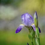 Psychic Readings by Iris Jasmine