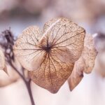 Psychic Readings by Aiyana Blankenship