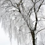 Psychic Readings by Cyril Ward