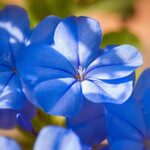 Psychic Readings by Diamond Samone