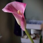 Psychic Readings by Renee Calloway