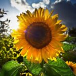 Psychic Readings by Amethyst Mills