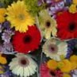 Psychic Readings by June Starlet
