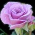 Psychic Readings by Rosina Star