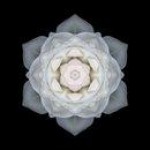Psychic Readings by Sophia Irease